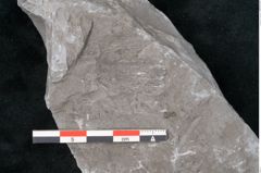 Foto (Detailansicht) von Asterophyllites sp.  (NHMW-GEO-2024-0188-10993)